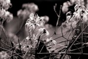 Stratford-Wisps