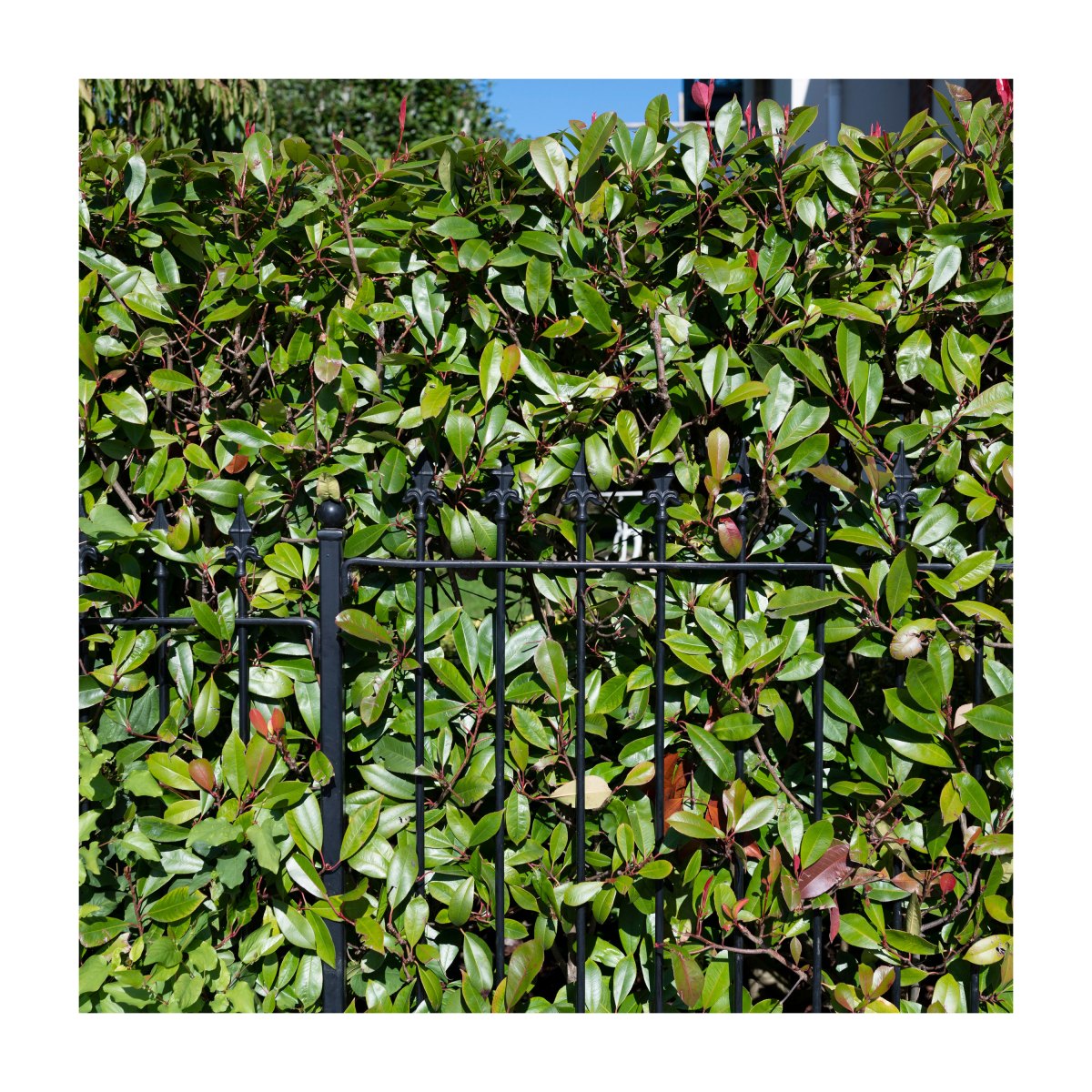 Square-Metal-railing-and-hedge