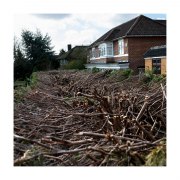 DSC_0600-sqcrop