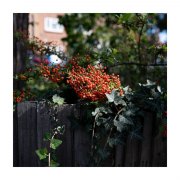 Square-Berries
